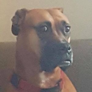 Meet your Posher, Scott